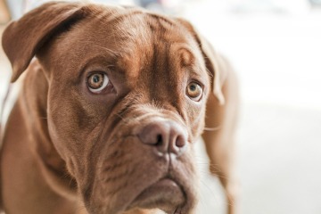 Roosevelt Animal Shelter